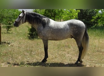 PRE Mix, Ogier, 4 lat, 161 cm, Siwa