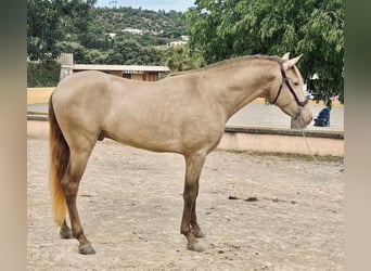 PRE Mix, Ogier, 4 lat, 161 cm, Szampańska