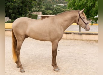 PRE Mix, Ogier, 4 lat, 161 cm, Szampańska
