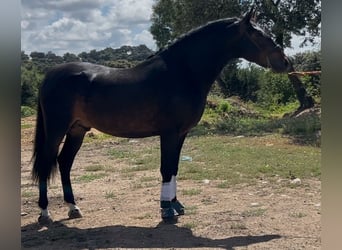 PRE Mix, Ogier, 4 lat, 162 cm, Ciemnogniada