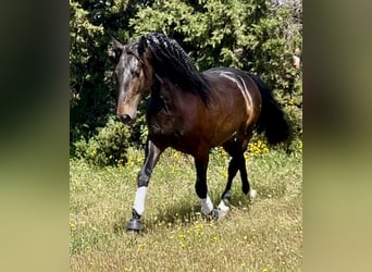 PRE Mix, Ogier, 4 lat, 162 cm, Ciemnogniada