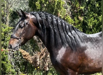 PRE Mix, Ogier, 4 lat, 162 cm, Ciemnogniada