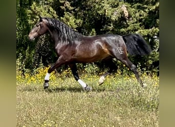 PRE Mix, Ogier, 4 lat, 162 cm, Ciemnogniada