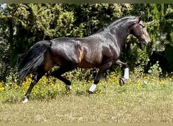 PRE Mix, Ogier, 4 lat, 162 cm, Ciemnogniada