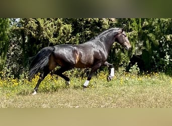 PRE Mix, Ogier, 4 lat, 162 cm, Ciemnogniada