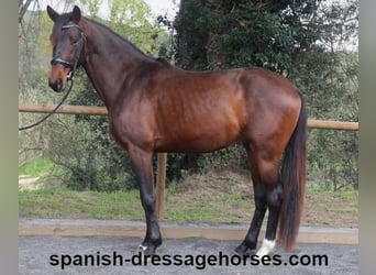 PRE Mix, Ogier, 4 lat, 162 cm, Ciemnogniada