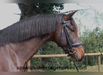 PRE Mix, Ogier, 4 lat, 162 cm, Ciemnogniada
