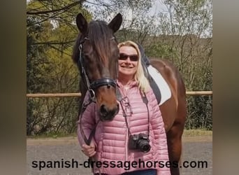PRE Mix, Ogier, 4 lat, 162 cm, Ciemnogniada