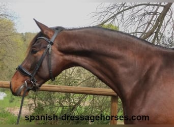 PRE Mix, Ogier, 4 lat, 162 cm, Ciemnogniada