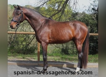 PRE Mix, Ogier, 4 lat, 162 cm, Ciemnogniada