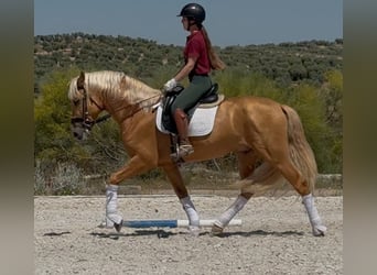 PRE, Ogier, 4 lat, 162 cm, Izabelowata