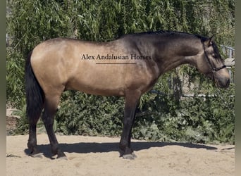 PRE Mix, Ogier, 4 lat, 162 cm, Jelenia