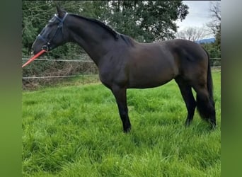 PRE Mix, Ogier, 4 lat, 162 cm, Kara
