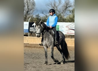 PRE, Ogier, 4 lat, 162 cm, Siwa jabłkowita