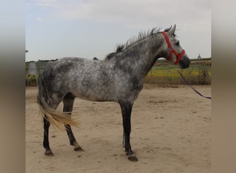 PRE Mix, Ogier, 4 lat, 162 cm, Siwa