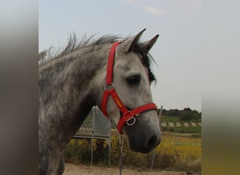 PRE Mix, Ogier, 4 lat, 162 cm, Siwa