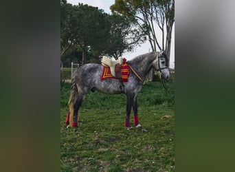 PRE Mix, Ogier, 4 lat, 162 cm, Siwa