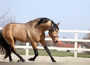 PRE Mix, Ogier, 4 lat, 163 cm, Bułana