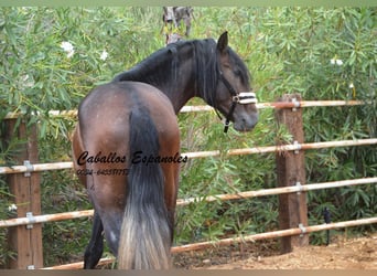 PRE Mix, Ogier, 4 lat, 163 cm, Formy Brown Falb