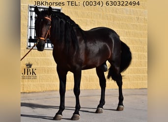 PRE Mix, Ogier, 4 lat, 163 cm, Gniada