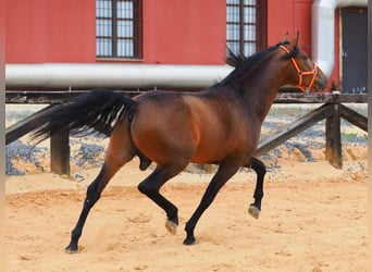 PRE Mix, Ogier, 4 lat, 163 cm, Gniada