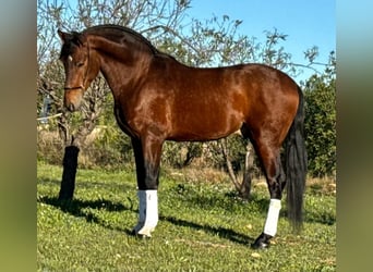 PRE Mix, Ogier, 4 lat, 163 cm, Gniada