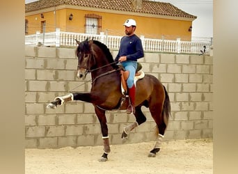 PRE, Ogier, 4 lat, 163 cm, Karosiwa