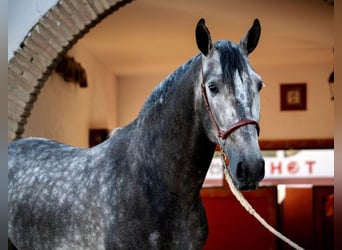 PRE, Ogier, 4 lat, 163 cm, Siwa jabłkowita