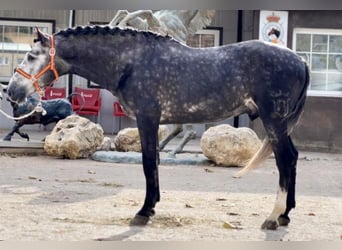 PRE, Ogier, 4 lat, 163 cm, Siwa jabłkowita