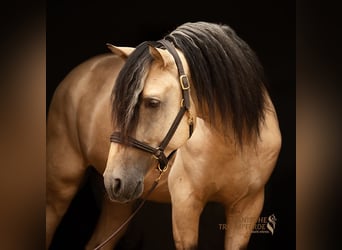PRE Mix, Ogier, 4 lat, 164 cm, Bułana