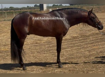 PRE Mix, Ogier, 4 lat, 164 cm, Ciemnogniada