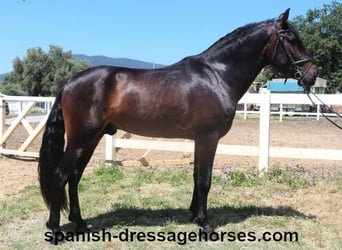 PRE Mix, Ogier, 4 lat, 164 cm, Ciemnogniada
