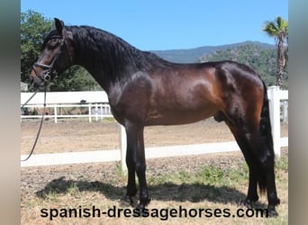 PRE Mix, Ogier, 4 lat, 164 cm, Ciemnogniada