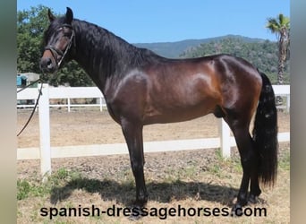 PRE Mix, Ogier, 4 lat, 164 cm, Ciemnogniada