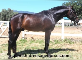 PRE Mix, Ogier, 4 lat, 164 cm, Ciemnogniada
