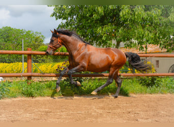 PRE Mix, Ogier, 4 lat, 164 cm, Gniada