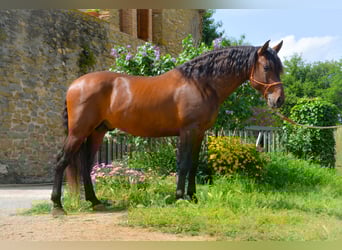 PRE Mix, Ogier, 4 lat, 164 cm, Gniada