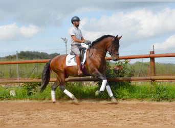 PRE Mix, Ogier, 4 lat, 164 cm, Gniada