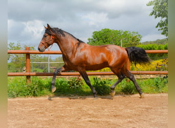 PRE Mix, Ogier, 4 lat, 164 cm, Gniada