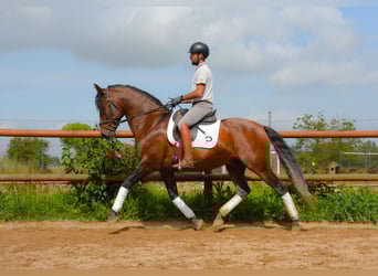 PRE Mix, Ogier, 4 lat, 164 cm, Gniada