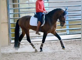 PRE Mix, Ogier, 4 lat, 164 cm, Gniada