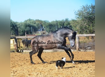 PRE Mix, Ogier, 4 lat, 164 cm, Karosiwa