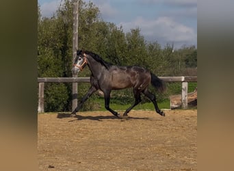 PRE Mix, Ogier, 4 lat, 164 cm, Karosiwa