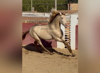 PRE Mix, Ogier, 4 lat, 164 cm, Perlino