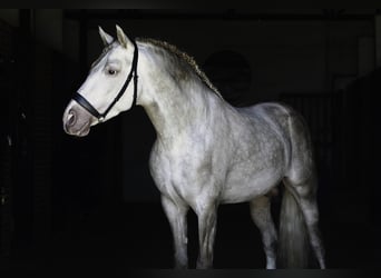 PRE Mix, Ogier, 4 lat, 164 cm, Perłowa