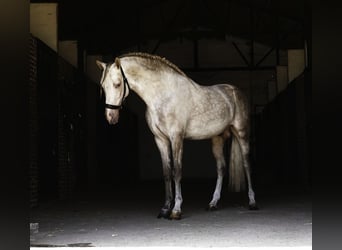 PRE Mix, Ogier, 4 lat, 164 cm, Perłowa