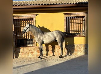 PRE, Ogier, 4 lat, 164 cm, Siwa jabłkowita