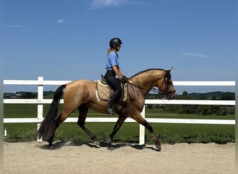 PRE, Ogier, 4 lat, 165 cm, Bułana