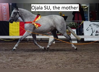 PRE, Ogier, 4 lat, 165 cm, Gniada