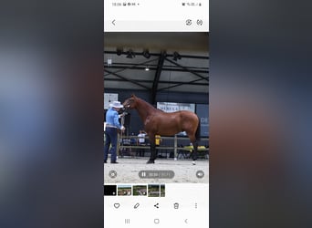 PRE, Ogier, 4 lat, 165 cm, Gniada